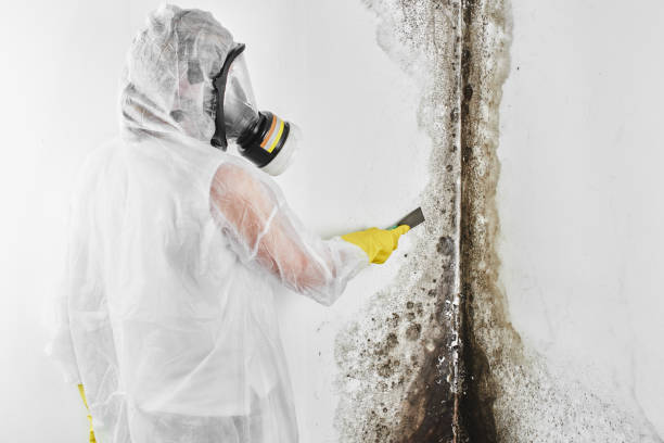 Best Industrial Mold Remediation in Danville, CA