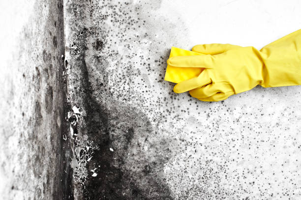 Best Residential Mold Remediation in Danville, CA