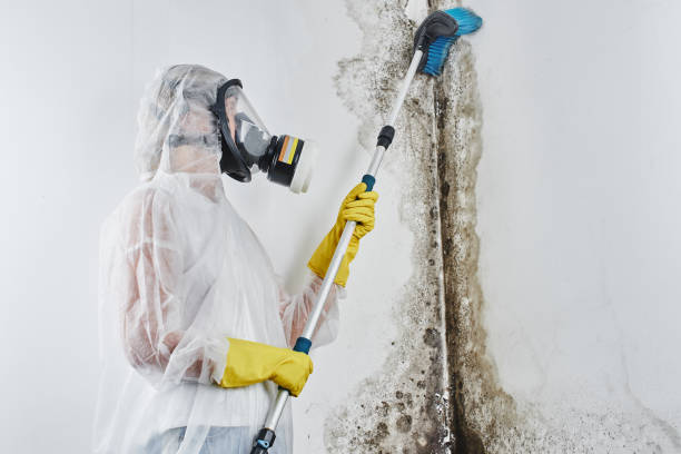 Best Post-Flood Mold Remediation in Danville, CA