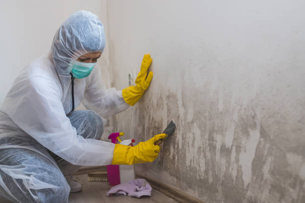 Best Kitchen Mold Remediation in Danville, CA