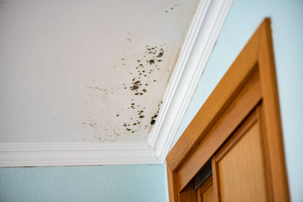 Best DIY Mold Remediation Support Services in Danville, CA