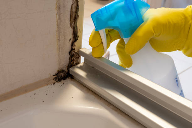 Best Preventive Mold Services in Danville, CA