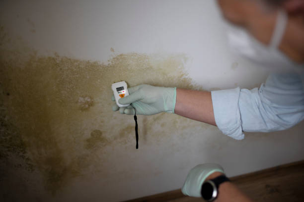 Best Localized Mold Remediation (e.g., coastal areas, humid climates) in Danville, CA