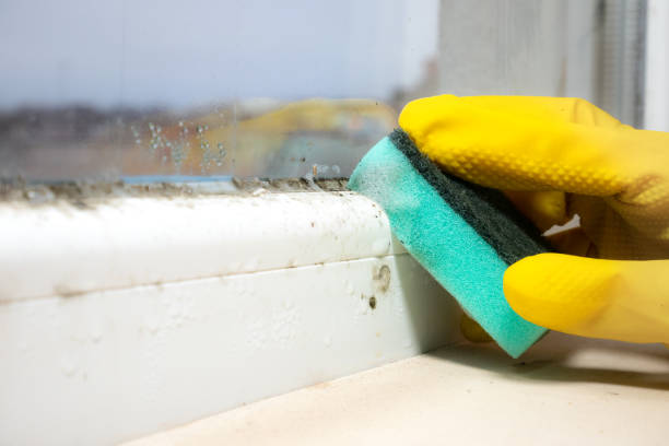 Reliable Danville, CA Mold Remediation Solutions