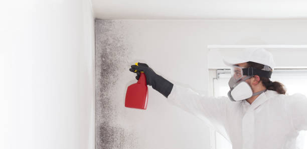 Best HVAC Mold Remediation in Danville, CA