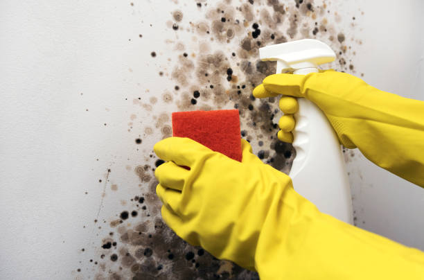 Best Health and Safety Mold Remediation in Danville, CA