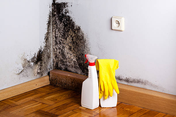 Best Mold Remediation for Specific Building Types in Danville, CA