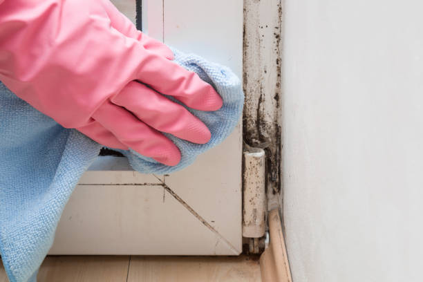 Best Emergency Mold Remediation in Danville, CA