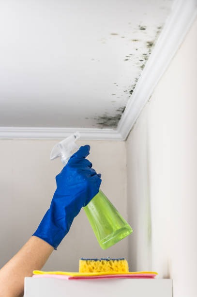 Best Kitchen Mold Remediation in Danville, CA